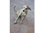 Willie, Labrador Retriever For Adoption In Toronto, Ontario