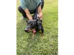 Little Darlin, Dachshund For Adoption In Tuscaloosa, Alabama