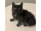 Chowder, Domestic Mediumhair For Adoption In Jacksonville, North Carolina