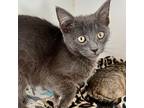 Batta (bonded W/ Saoirse), Domestic Shorthair For Adoption In Oakland