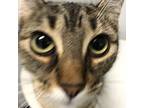 Fresca, Domestic Shorthair For Adoption In Jacksonville, North Carolina