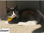 Jasper And Sylvester Snug Bugs, Domestic Shorthair For Adoption In Newport