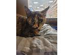 Snickerdoodle, Domestic Shorthair For Adoption In Mchenry, Illinois