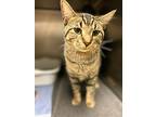 Woody, Domestic Shorthair For Adoption In Mchenry, Illinois