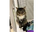 Nala, Domestic Mediumhair For Adoption In Mchenry, Illinois