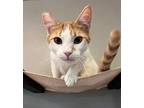 Petey, Domestic Shorthair For Adoption In Yuba City, California