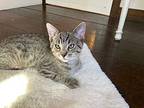 Baloo, Domestic Shorthair For Adoption In Lancaster, Pennsylvania