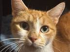 Ginger, Domestic Shorthair For Adoption In Lancaster, Pennsylvania