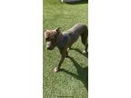 Noodles, Labrador Retriever For Adoption In Roswell, Georgia