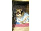 Adopt Nolan a Tan/Yellow/Fawn - with Black Rottweiler / German Shepherd Dog /