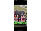 Adopt Ronnie a Labrador Retriever / Mixed dog in Mexia, TX (30994121)