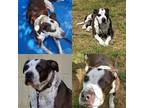 Adopt BB a Brown/Chocolate - with White Hound (Unknown Type) / American