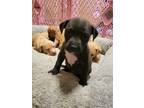 Adopt Willow a Black - with White American Staffordshire Terrier / American Pit