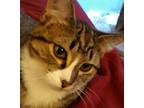 Adopt Sissie a Brown Tabby Domestic Shorthair (short coat) cat in Morganton