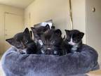 Adopt house kittens a Gray or Blue (Mostly) British Shorthair / Mixed (short