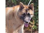 Adopt Gabby a Tan/Yellow/Fawn - with Black Akita / Mixed dog in Chesapeake