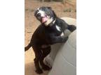 Adopt Pepa a Black - with White Mixed Breed (Medium) / Mixed dog in Blanchard