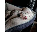 Adopt Shaggy a White Australian Shepherd / Poodle (Standard) / Mixed dog in