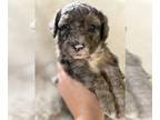 Poodle (Miniature)-Sheepadoodle Mix PUPPY FOR SALE ADN-846256 - Sheepadoodles