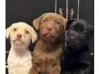 Labrador Retriever PUPPY FOR SALE ADN-846251 - Labrador Retriever Puppies