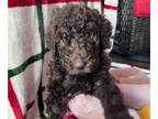 Poodle (Standard) PUPPY FOR SALE ADN-846242 - Elf