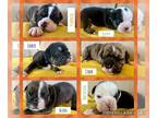 Olde English Bulldogge PUPPY FOR SALE ADN-846231 - Roxies Royal Gents