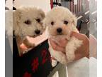 Bichon Frise PUPPY FOR SALE ADN-846178 - Betsy the bichon