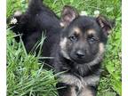 German Shepherd Dog PUPPY FOR SALE ADN-846171 - Loki and Lu Lu puppies
