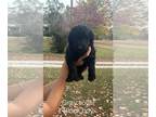 Goldendoodle PUPPY FOR SALE ADN-846169 - Golden Doodle