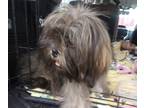 Shih Tzu PUPPY FOR SALE ADN-846161 - Shihtzu male 6 months old