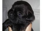Poodle (Toy)-Pug Mix PUPPY FOR SALE ADN-846155 - pugapoo Puppies