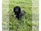 Dachshund PUPPY FOR SALE ADN-846154 - Akc registered mini dachshunds