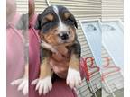 Australian Shepherd PUPPY FOR SALE ADN-846249 - Cheap non registered but full