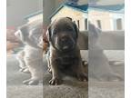 Cane Corso PUPPY FOR SALE ADN-846225 - Cane corso puppies