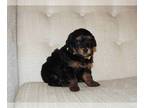 YorkiePoo PUPPY FOR SALE ADN-846204 - Daisey