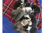 Pembroke Welsh Corgi PUPPY FOR SALE ADN-846176 - AKC Corgi Puppies