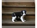 Border Collie PUPPY FOR SALE ADN-846285 - Border Collie For Sale Warsaw OH