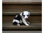 Border Collie PUPPY FOR SALE ADN-846284 - Border Collie For Sale Warsaw OH