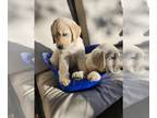 English Cream Golden Retriever PUPPY FOR SALE ADN-846277 - Beautiful English