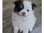 Pomeranian PUPPY FOR SALE ADN-846276 - Pomeranian puppies