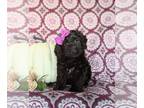 Cock-A-Poo PUPPY FOR SALE ADN-846275 - Adorable Mini Cockapoo Puppy