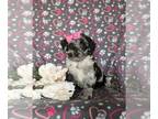 Cock-A-Poo PUPPY FOR SALE ADN-846274 - Adorable Mini Cockapoo Puppy