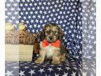 Cock-A-Poo PUPPY FOR SALE ADN-846273 - Adorable Mini Cockapoo Puppy