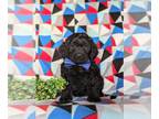 Cock-A-Poo PUPPY FOR SALE ADN-846272 - Adorable Mini Cockapoo Puppy