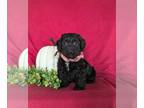 Cock-A-Poo PUPPY FOR SALE ADN-846271 - Adorable Mini Cockapoo Puppy