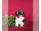 Poovanese PUPPY FOR SALE ADN-846269 - Super cute Havapoo Puppy