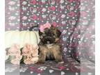 Poovanese PUPPY FOR SALE ADN-846268 - Super cute Havapoo Puppy