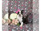 Boston Terrier PUPPY FOR SALE ADN-846265 - ACA Registered Boston Terrier Puppy