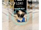 Shih Tzu PUPPY FOR SALE ADN-846263 - Loki CKC Shih Tzu