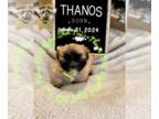 Shih Tzu PUPPY FOR SALE ADN-846262 - Thanos CKC Shih Tzu
